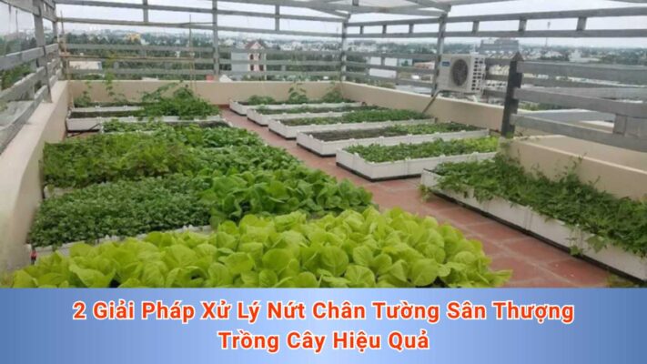 2 giải pháp xử lý nứt chân tường sân thượng trồng cây hiệu quả